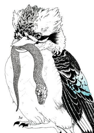 Kookaburra