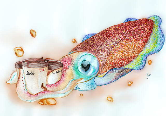 Bobb (Coffee Cuttlefish)