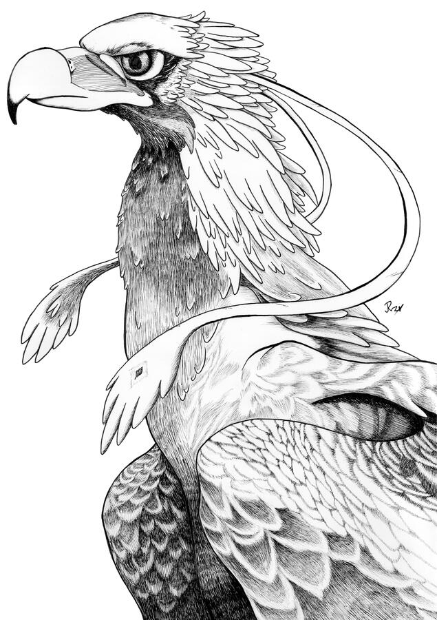 Wedgetail Eagle