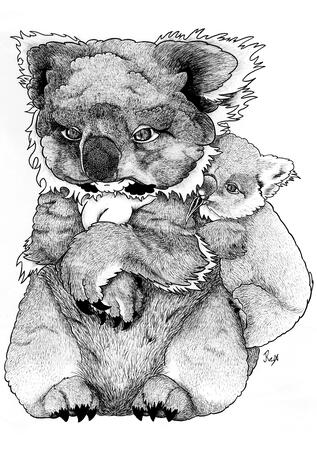 Koala